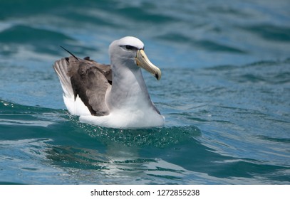 Salvin's Albatross Swimming
