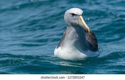 Salvin's Albatross Swimming