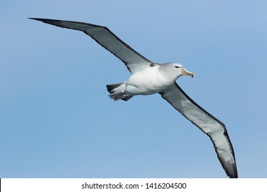 Roblox Feather Family Albatross - roblox feather family dodo bird