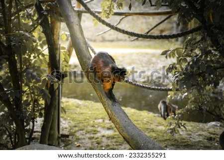 Salzburg Zoo Hellbrunn - monkey