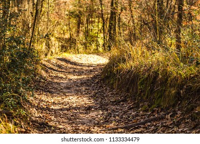 Sam Houston National Forest In The Fall.