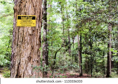 Sam Houston National Forest In The Summer.