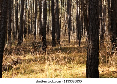 Sam Houston National Forest. Texas Forest In The Fall.