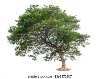 Samanea Saman Tree Isolated On White Stock Photo 1365373307 | Shutterstock