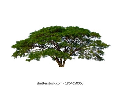 2,196 Samanea saman tree Images, Stock Photos & Vectors | Shutterstock