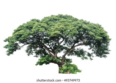 2,196 Samanea saman tree Images, Stock Photos & Vectors | Shutterstock