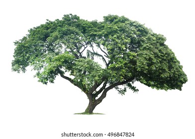 2,196 Samanea saman tree Images, Stock Photos & Vectors | Shutterstock