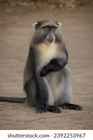 A Samango Monkey sitting on a car park in a game reserve in South Africa