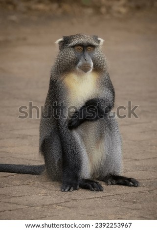 A Samango Monkey sitting on a car park in a game reserve in South Africa