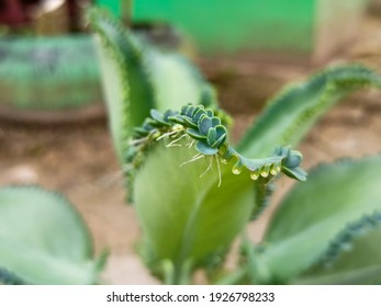 Samarinda City, East Kalimantan, Indonesia. 1 March 2021:This Is A Plant In Indonesian, Namely COCOR BEBEK And The Scientific Language Is Bryophyllum Pinnatum