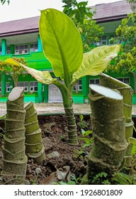 Samarinda City, East Kalimantan, Indonesia. 1 March 2021:This Is A Dieffenbachia Plant Or The Indonesian Society Calls It The Daun Bahagia