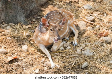 165 Philippine deer philippine sambar Images, Stock Photos & Vectors ...