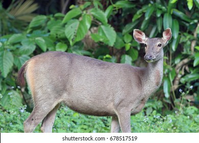 Sambar Deer