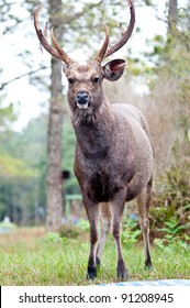 Sambar Deer