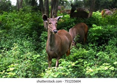 Sambar Deer Bannerghatta National Park Bangalore
