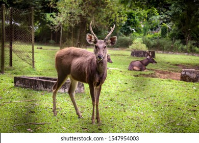 Sambar Deer Deer Park Miao Arunachal Stock Photo 1547954003 | Shutterstock