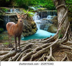 Sambar Deer Standing Beside Bayan Tree Root In Front Of Lime Stone Water Falls At Deep And Purity Forest Use For Wild Life In Nature Theme