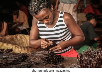 Sambava, Madagascar, Jan 12 : A Malagasy worker manufacturing vanilla in Sambava, Madagascar on January 12, 2017