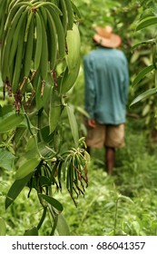 Sambava, Madagascar, january 13, 2017: A malagasy farmer in his plantation of vanilla near Sambava, east of Madagascar