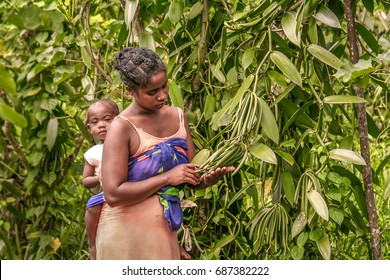 Sambava, Madagascar, january 13, 2017: A malagasy farmer and  son in their plantation of vanilla near Sambava, east of Madagascar