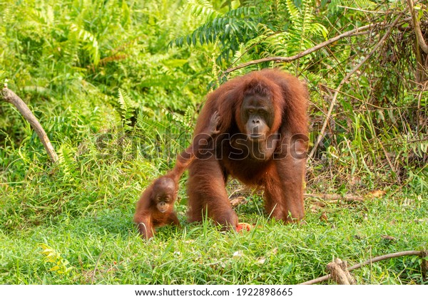 Samboja Lodge -\
orangutan rescue\
station