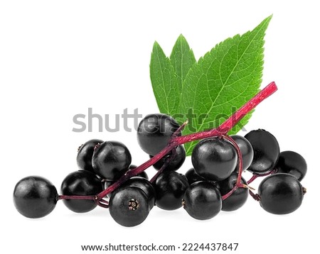 Sambucus branch - Elderberry fresh fruit with green leaves isolated on a white background. European black elderberry.