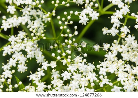 Sambucus (Elder or Elderberry) closeup