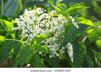 Sambucus nigra - blooming elderflower in sammer garden, flowers of elderberry inflorescence. European elderberry and European black elderberry. - Powered by Shutterstock