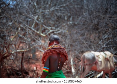 Samburu, Kenya, Africa - August 2014: The Cattle Herder,  Sunset Glow On A Young Boy With A Stick Taking His Cattle Home. The Samburu Are A Nilotic People And Sub-tribe Of The Maasai.