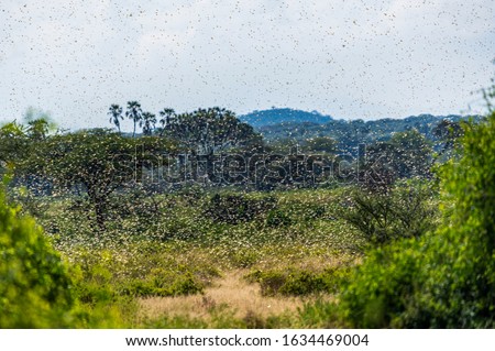 Samburu landscape viewed through swarm of invasive, destructive Desert Locusts. This flying pest is difficult to control and spreads quickly, up to 150km (90 miles) per day. Schistocerca gregaria