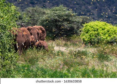 Samburu NR, Kenya, 29 Jan 2020: Swarm of invasive Desert Locusts flying thru lush vegetation, annoying a herd of African elephants. This destructive pest spreads quickly. Schistocerca gregaria