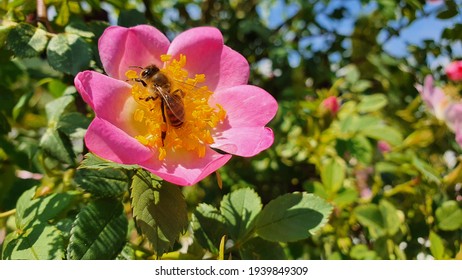  Same Little Pink Rose In The Garden. A Little Bee On The Rose.