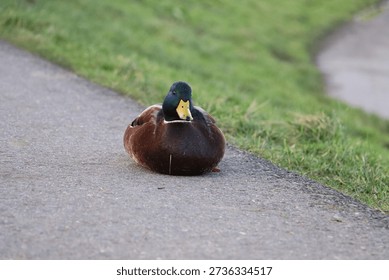 The same mallard duck turned toward the camera, making direct eye contact while resting on the road.
