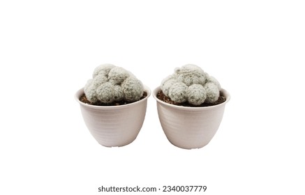 same size cactus Two biodegradable cream colored pots. set on white background

