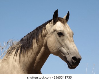 The Same Tan Horse as Before 