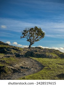 Same tree took in different seasons 