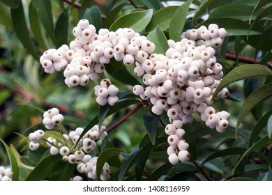 Samed Dang Scientific Name Syzygium Gratum Stock Photo 1408116959 ...