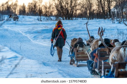 Sami Guides With Tourists On Reindeer Sleds