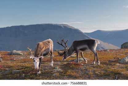 sami reindeer in autumn mountain landscape