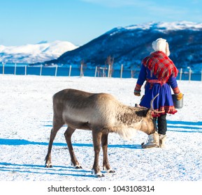 Sami Reindeer Herders In National Dress