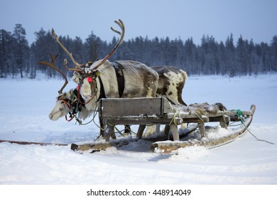 Sami Reindeer Sled On A Snow-covered Field