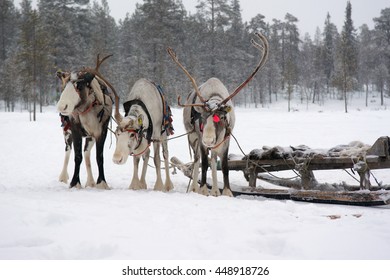 Sami Reindeer Team