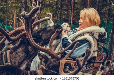 Sami Village, Sam-Syyt / Russia - August 6 2019: A Girl In Sami Clothes Stands Next To A Reindeer And Feeds Them