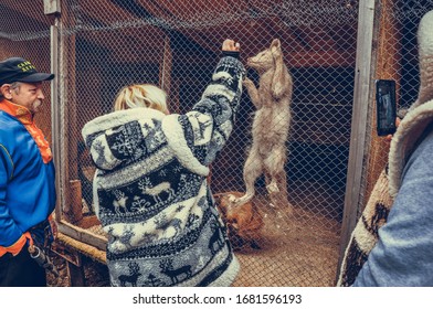 Sami Village, Sam-Syyt / Russia - August 6 2019: A Girl In Sami Clothes Feeds A Fox