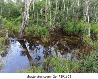 saml puddle that contain woder of nature