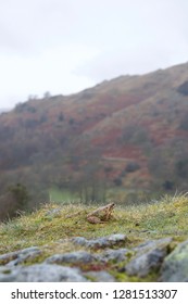 Samll frog or toad in damp grass on the top of a rock, with a mountainous valley in the background
