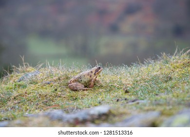 Samll frog or toad in damp grass on the top of a rock, with a mountainous valley in the background