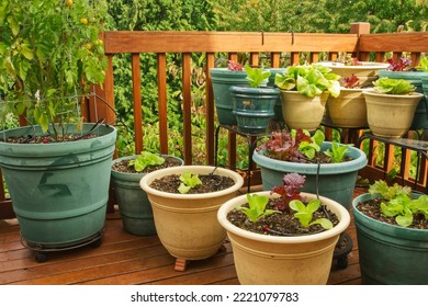 Sammamish, Washington State, USA. Bib and Red leaf lettuce growing in containers on a wood deck. (PR) - Shutterstock ID 2221079783