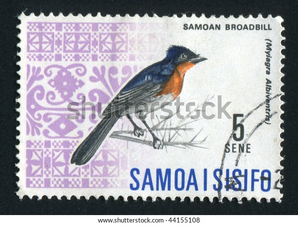 samoa bluebird