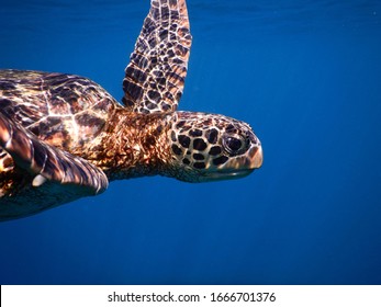 Samoa – A Green Sea Turtle At Savaii